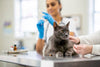 The Ultimate Guide: What Vaccinations Do Cats Need?