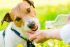 What You Should Know About Dog Dehydration
