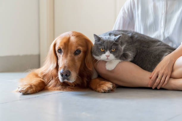 Why Cats are Better than Dogs: The Ultimate Debate