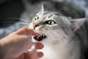 Why do Cats Bite? - The Answers for it