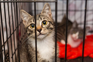 Why You Should Adopt A Cat Rather Than Buying One