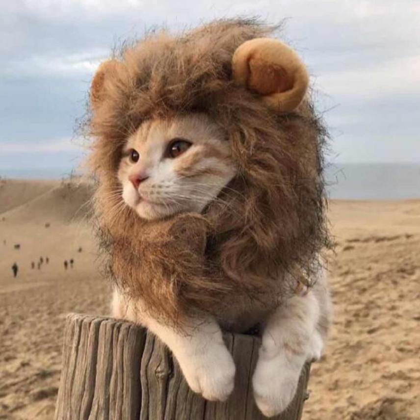 cute cat dressed as lion Amazon.com : PenVinoo Lion Mane Wig for Cat, Funny Pet Cat & Puppy Costumes for Halloween & Christmas, Funny Pet Clothing Accessories (Medium, Dark Brown) : Pet Supplies