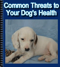 common threats to your dogs health