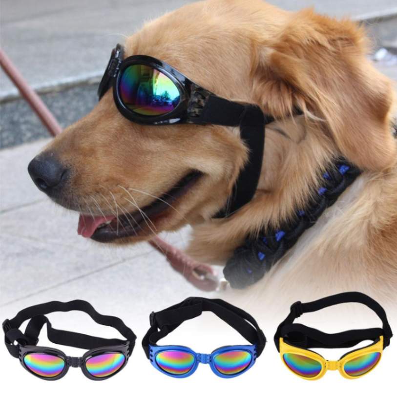 dog sunglasses