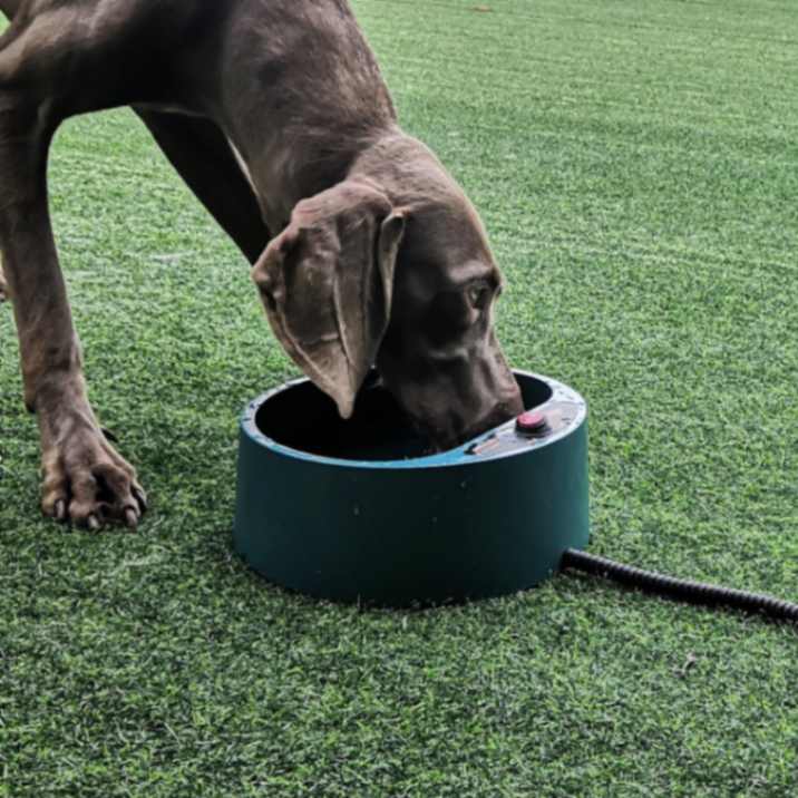 2.2L Heated Water Bowl - Outdoor Dog Thermal-Bowl