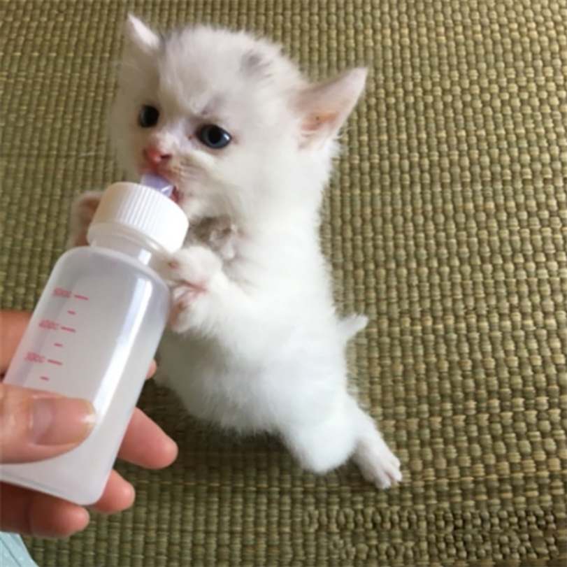 kitten feeding bottle
