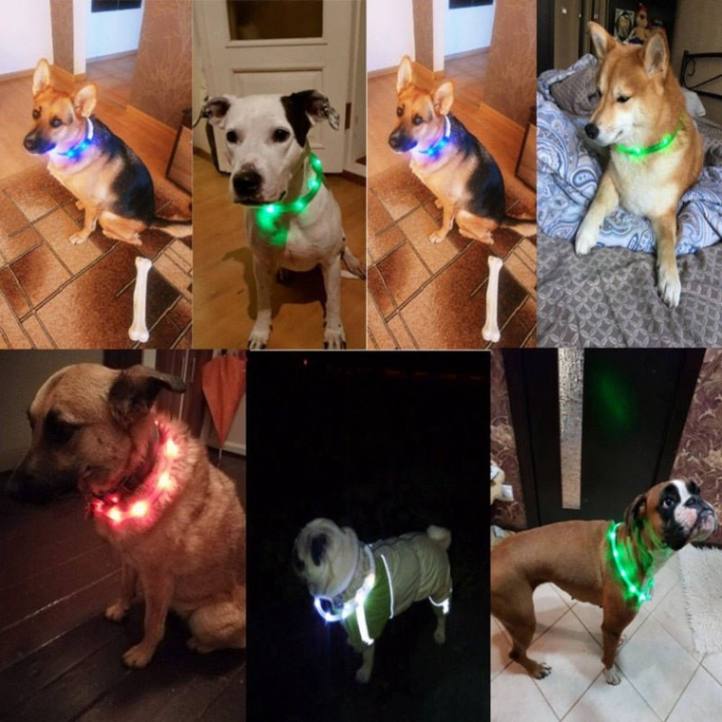 USB Rechargeable LED Dog Collar