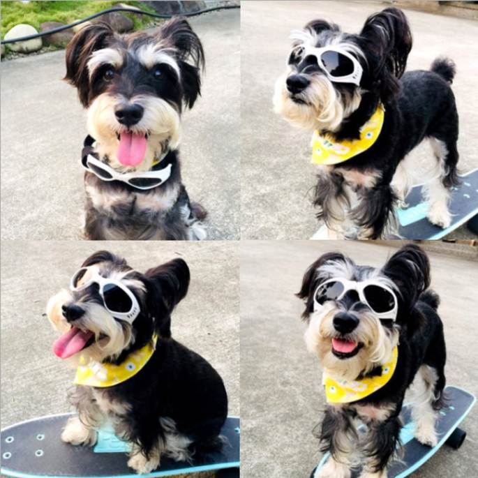 Stylish Sunglasses For Dogs