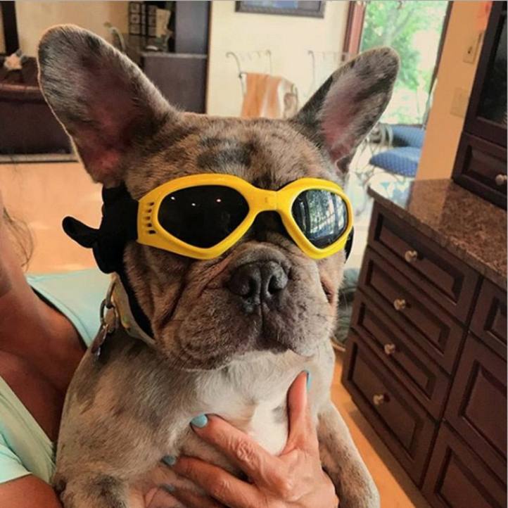 Stylish Sunglasses For Dogs