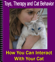 how to interact with your cat